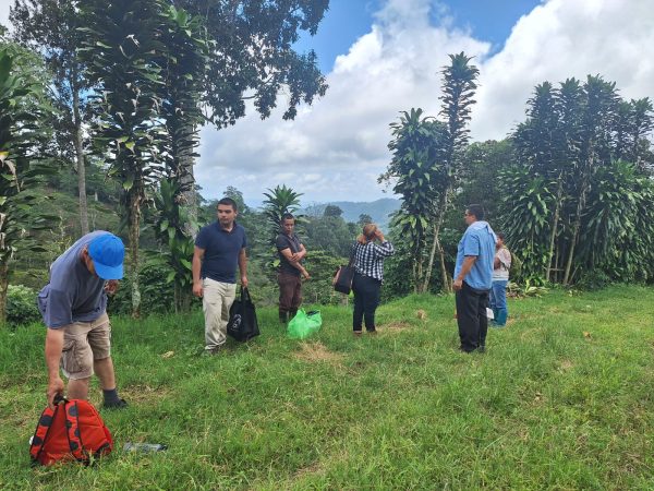 The Rocks MEDIUM ROAST