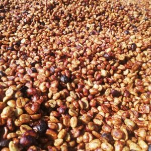 Refugee Anaerobic Honey Process